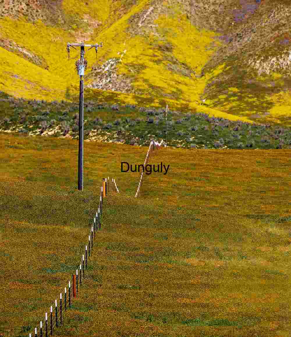 Carrizo Plain Superbloom Fence Line Yellow Flowers Power