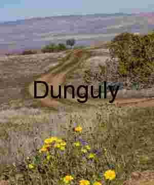 Close- Carrizo Plain Superbloom Fence Line Yellow Flowers Power