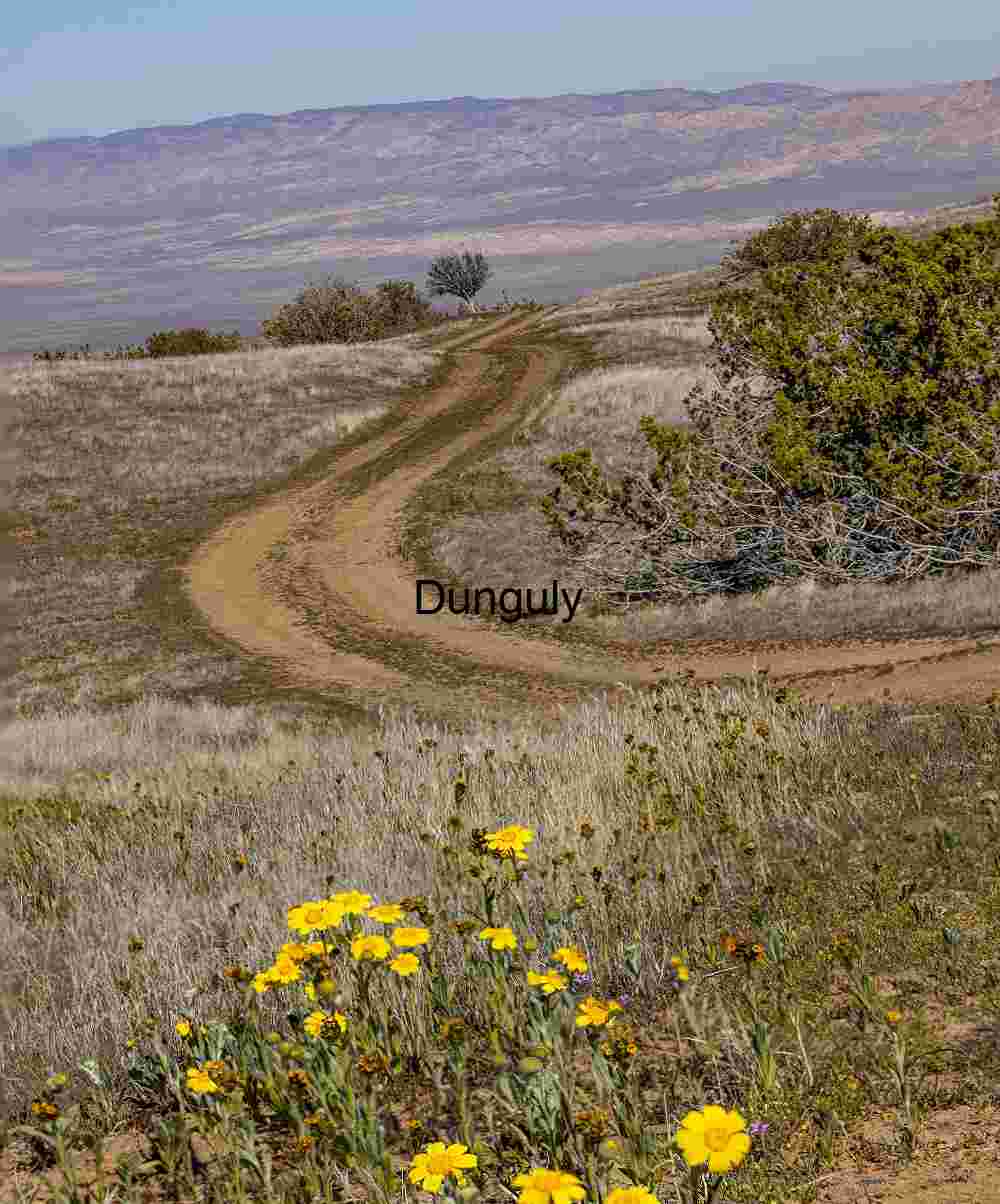 Close- Carrizo Plain Superbloom Fence Line Yellow Flowers Power