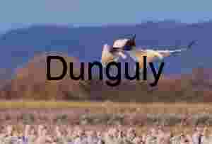 Snow Geese Landing in Golden Evening Light at Waterfowl Complex
