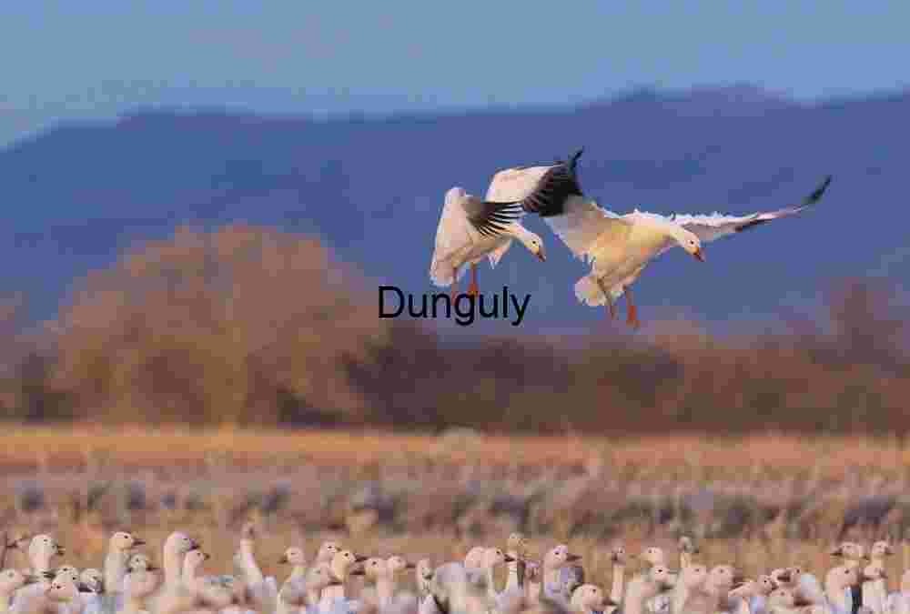 Snow Geese Landing in Golden Evening Light at Waterfowl Complex