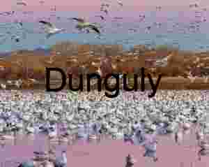 Bosque del Apache Snow Geese Fly-Off | Snow geese, landing on pond, in magenta, evening light