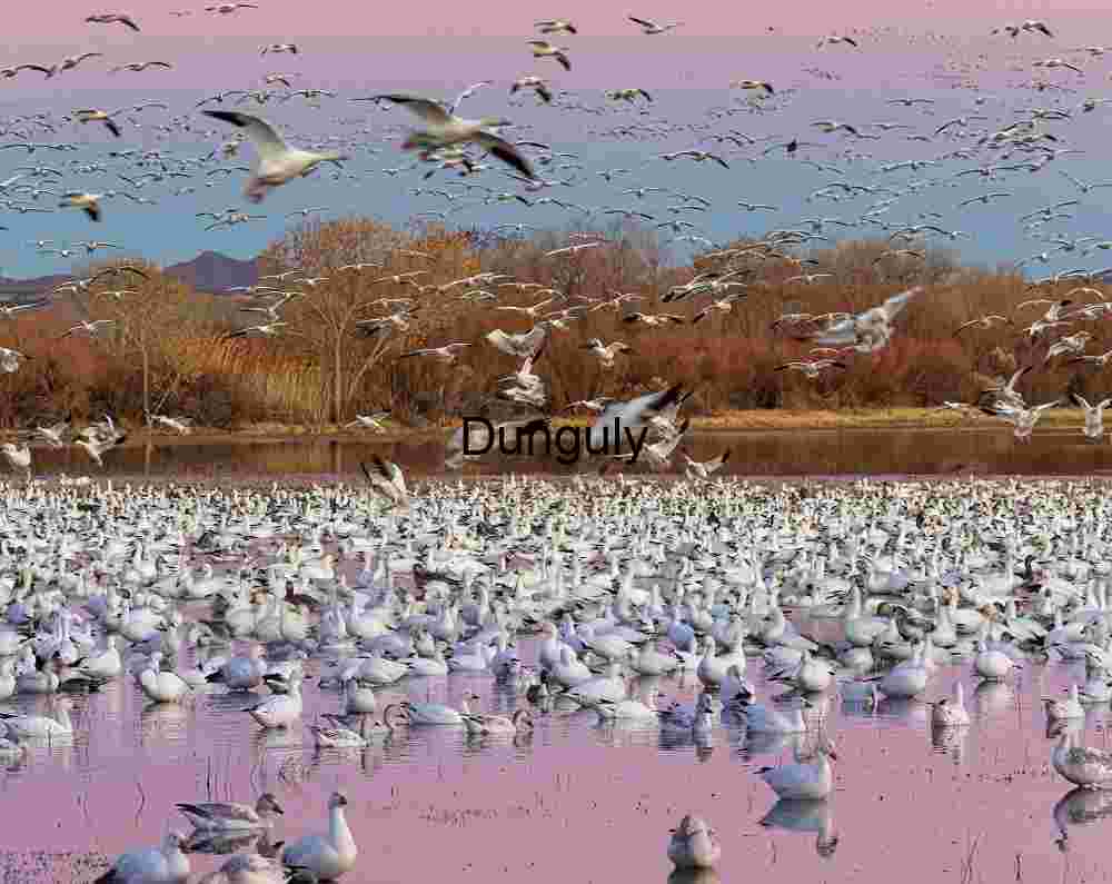 Bosque del Apache Snow Geese Fly-Off | Snow geese, landing on pond, in magenta, evening light