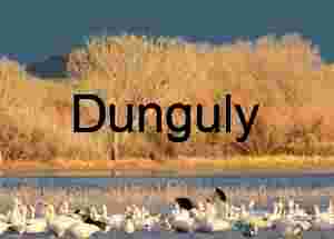 Snow Geese Landing in Golden Evening Light at Waterfowl Complex | Snow geese, on pond, with dark sky, and golden trees