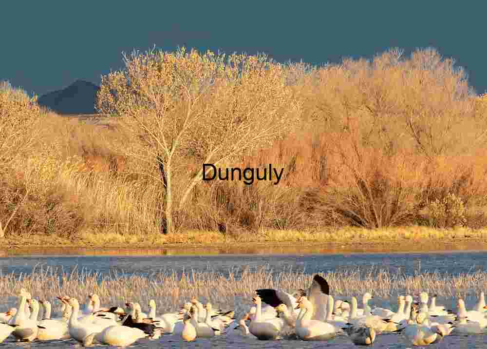 Snow Geese Landing in Golden Evening Light at Waterfowl Complex | Snow geese, on pond, with dark sky, and golden trees