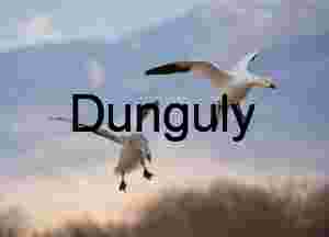 Flight Amidst Snow Geese Flock | Snow geese, wings flared