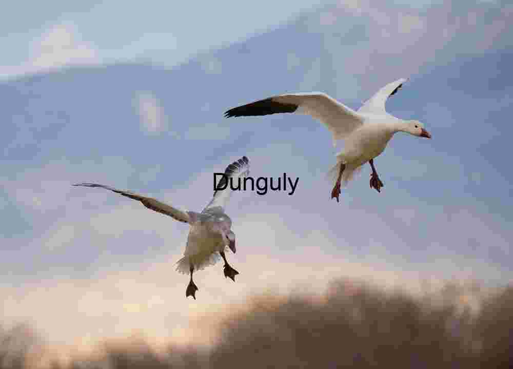 Flight Amidst Snow Geese Flock | Snow geese, wings flared