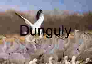 Taking Flight Amidst Snow Geese Flock | Snow goose and sandhill crane heads