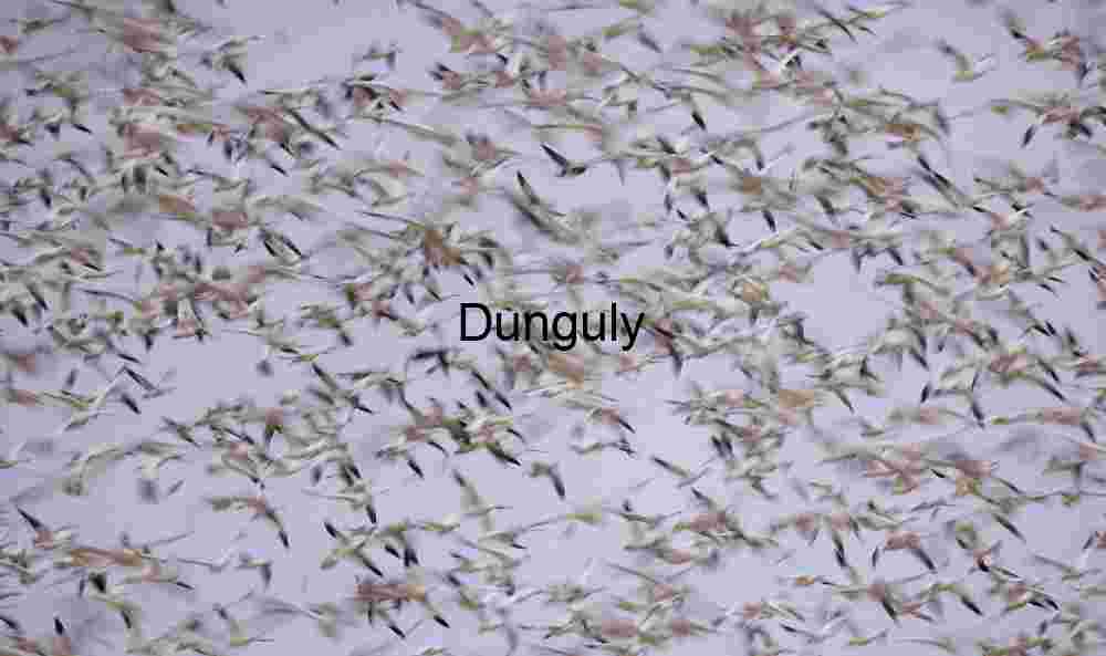 Snow Goose Blast-Off Blur: Abstract Bird Migration Art