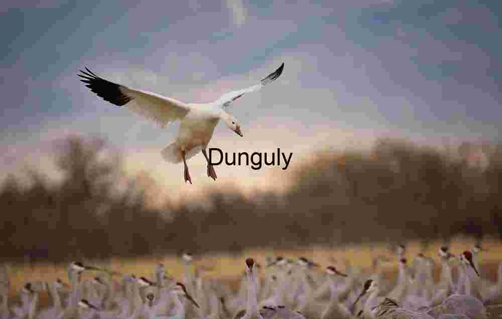 Snow Goose Landing at Ladd Gordon Waterfowl Complex