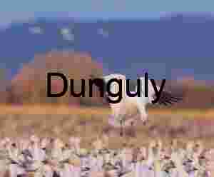 Snow Goose Landing at Ladd Gordon Waterfowl Complex | Snow goose looking down on dense carpet of geese