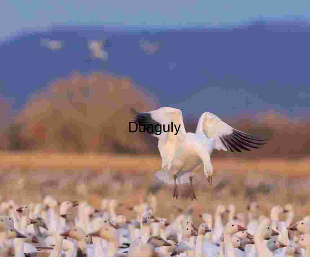 Snow Goose Landing at Ladd Gordon Waterfowl Complex | Snow goose looking down on dense carpet of geese