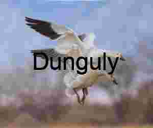 Snow Geese Landing in Sync: Ladd Gordon Waterfowl Complex