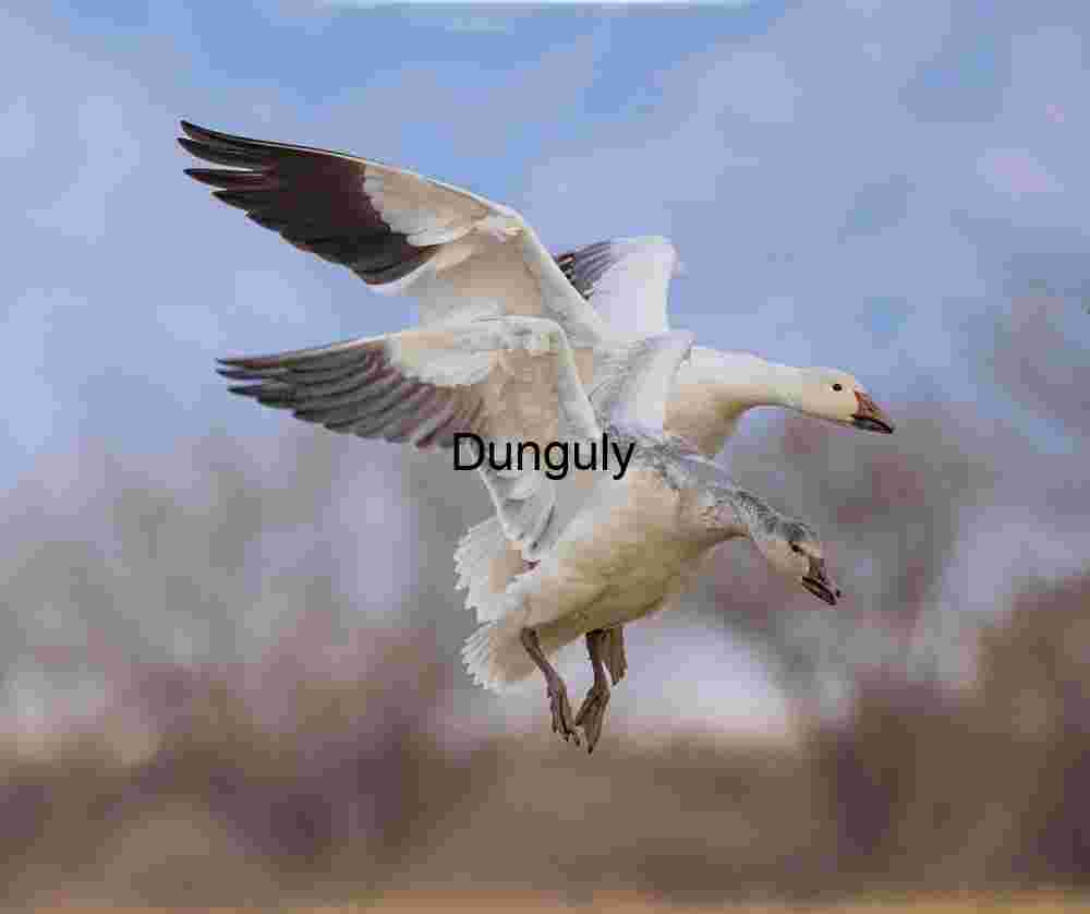 Snow Geese Landing in Sync: Ladd Gordon Waterfowl Complex