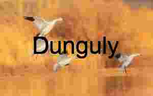 Snow Geese Landing in Sync: Ladd Gordon Waterfowl Complex | Snowgeese landing, by trees, and pond, in golden light