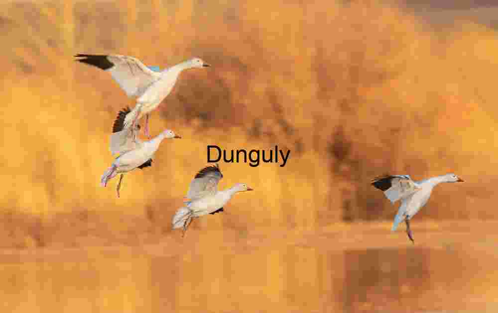 Snow Geese Landing in Sync: Ladd Gordon Waterfowl Complex | Snowgeese landing, by trees, and pond, in golden light