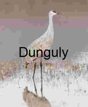 Solitary Sandhill Crane Reflection, Bosque del Apache NWR