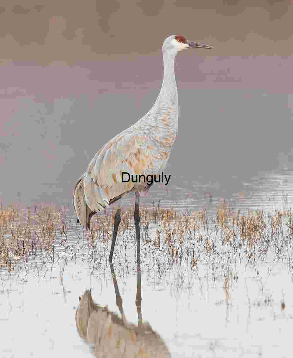 Solitary Sandhill Crane Reflection, Bosque del Apache NWR