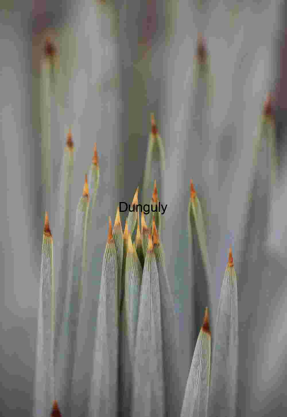 Mono Lake Tufa Sunset Panorama Orange Red Dramatic Landscape