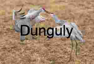 Sandhill Cranes Fighting: Wildlife Conflict in Nature