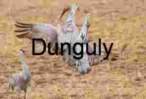 Squabbling sandhill cranes with onlooker | Dramatic Nature Action Photo