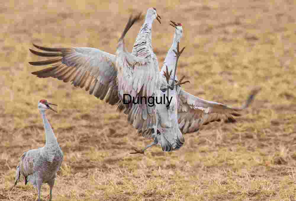 Squabbling sandhill cranes with onlooker | Dramatic Nature Action Photo