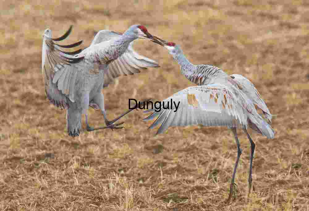 Sandhill Cranes Fighting: Wildlife Conflict in Nature
