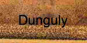 Starling murmeration abstract with golden trees