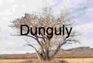 Starling tree | Starling Flock on Bare Branches Against Sky