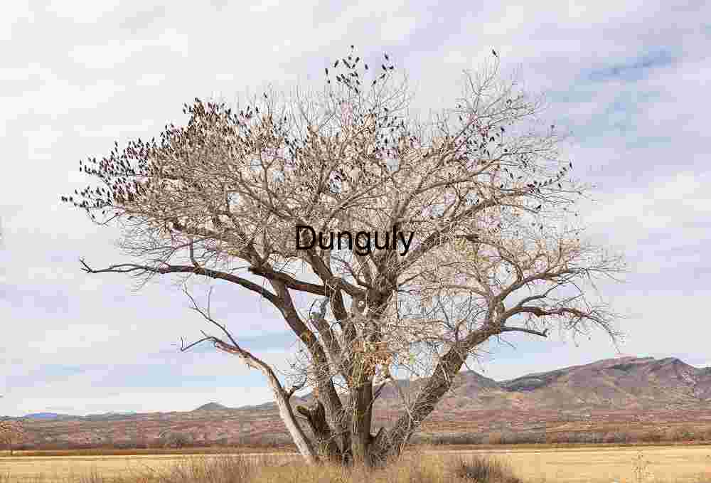 Starling tree | Starling Flock on Bare Branches Against Sky