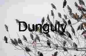 Starlings on branches