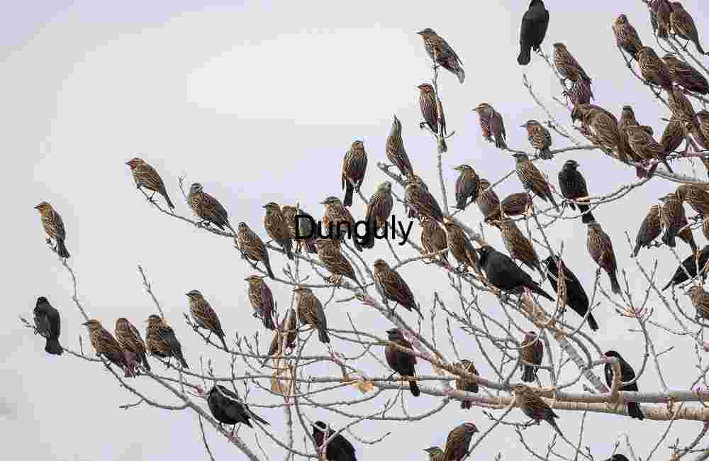 Starlings on branches