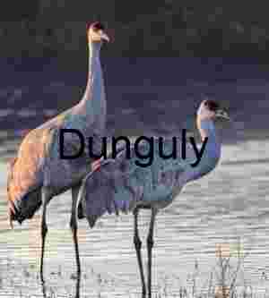 Majestic Sandhill Cranes at Dawn | Wildlife Art Print