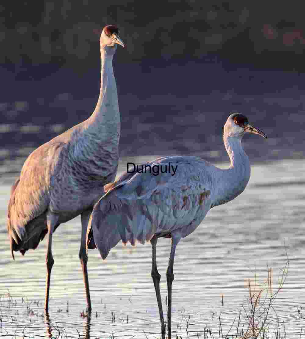 Majestic Sandhill Cranes at Dawn | Wildlife Art Print