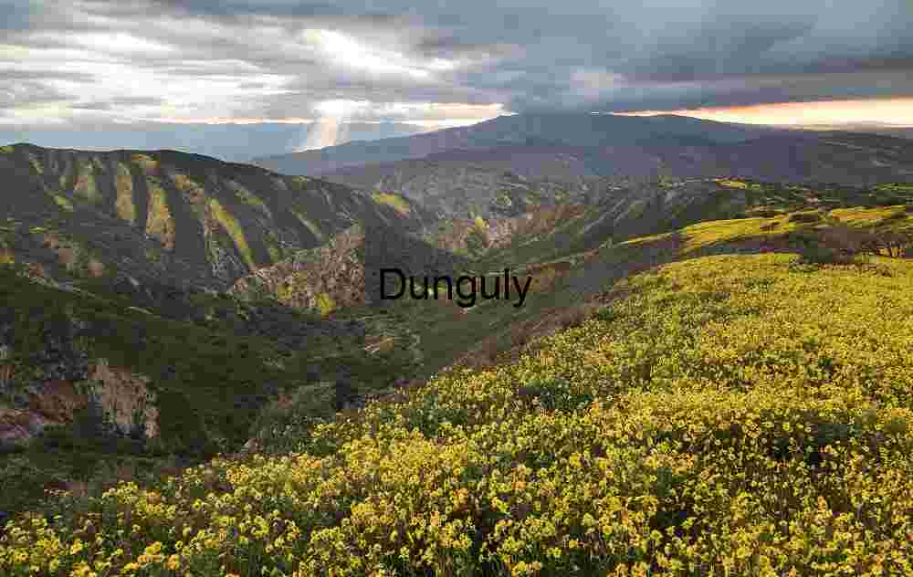 Yucca Succulent Spikes Abstract Close-up Carrizo Plain