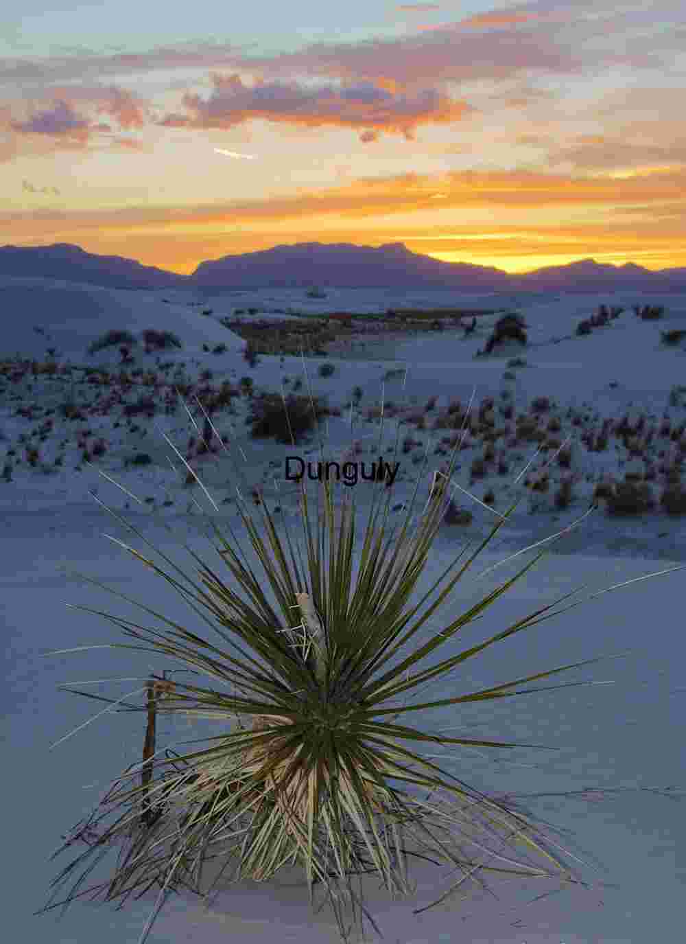 Sunset Yucca