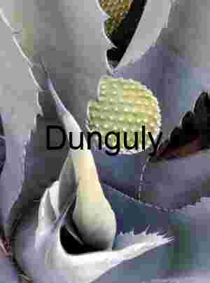 Agave New Growth Close-up: Desert Succulent Textures