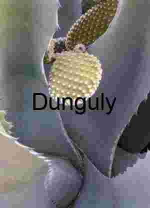 Succulent | Agave New Growth Close-up