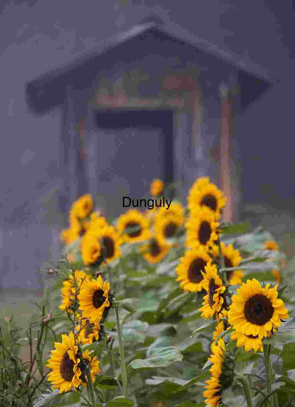 Sunflower parade by garden shed; John C. Campbell Folk School