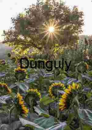 Sunflower sunstar; John C. Campbell Folk School