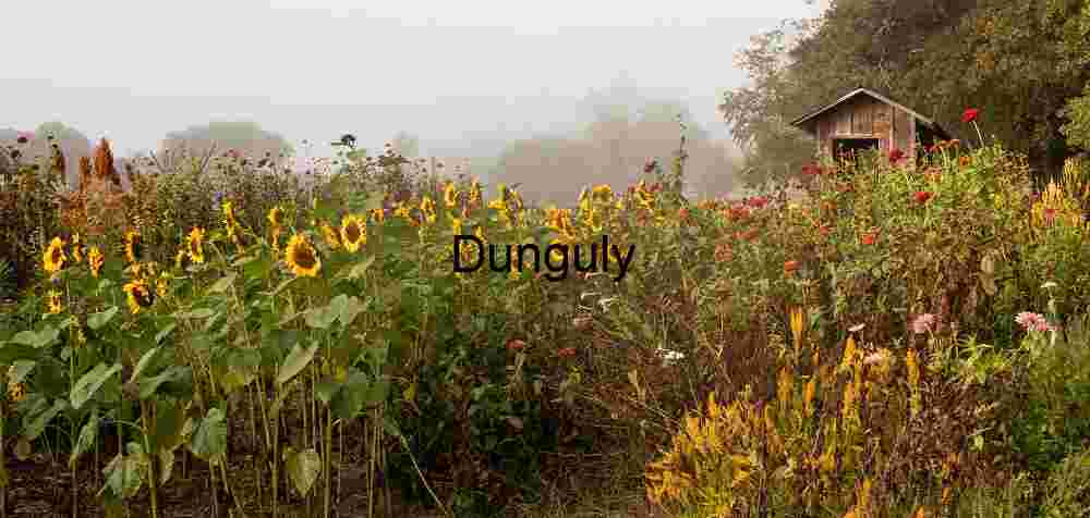 Sunflowers in the Garden; John C. Campbell Folk School