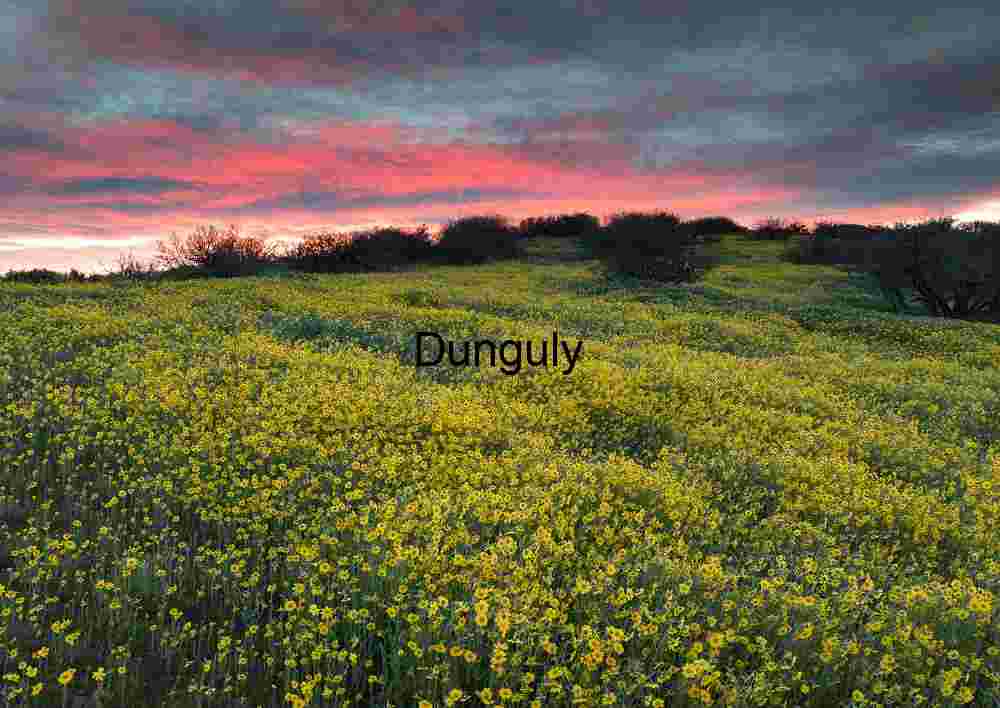 Close- Dramatic Super bloom View Caliente Mountains Storm Clouds