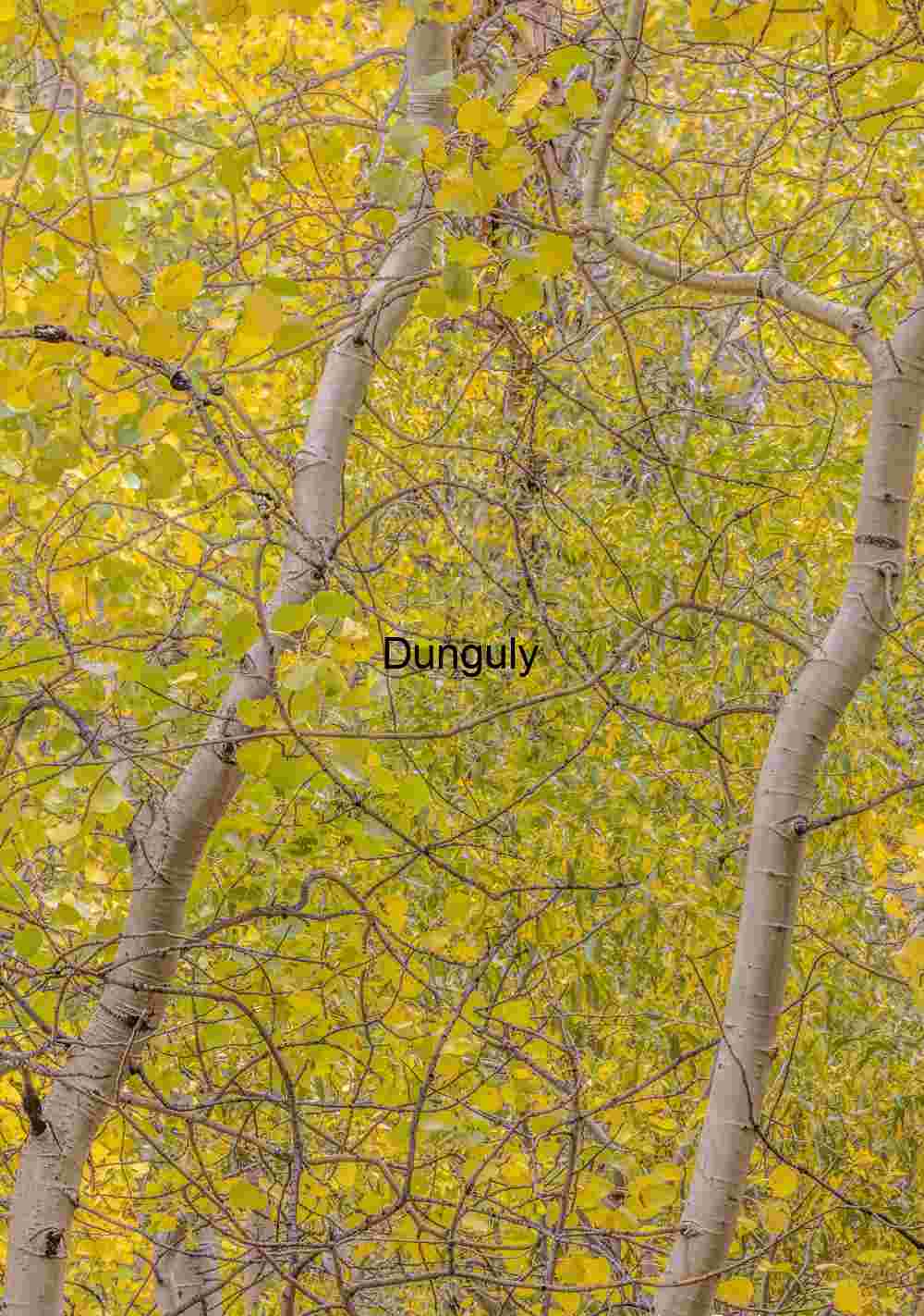 Yellow Aspen Foliage Tangled Branches Abstract Pattern