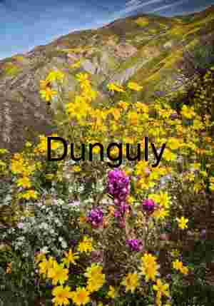 Temblor Range Superbloom Panorama Dirt Road Wildflowers