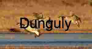 Three Canada Geese Landing at Bosque del Apache Sunrise