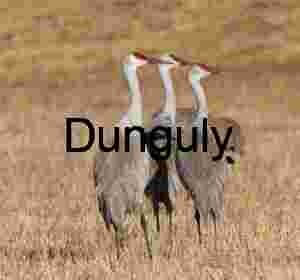 Three Sandhill Cranes Standing Tall in Dry Grassland