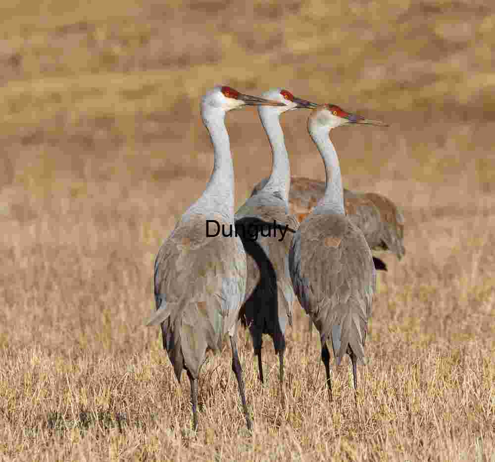 Three Sandhill Cranes Standing Tall in Dry Grassland