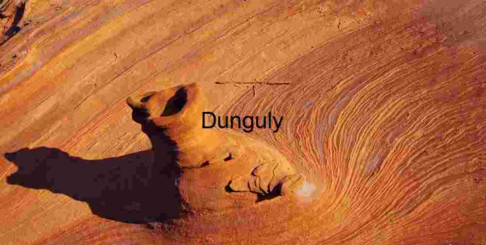 Tip of the elephant's trunk