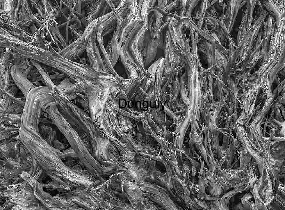 Tortuous Sequoia Roots - Kings Canyon (Black & White Abstract)
