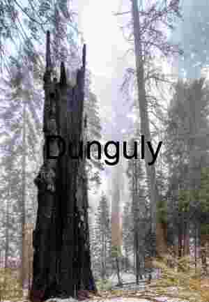 Close- Towering Sequoia Giants in Misty Winter Forest, Kings Canyon